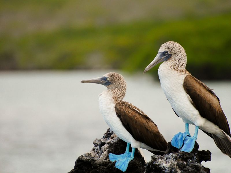 <p>pennuto, Galapagos</p>